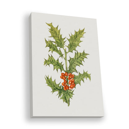 Holly — natural wood frame fine art print — Art & Olive